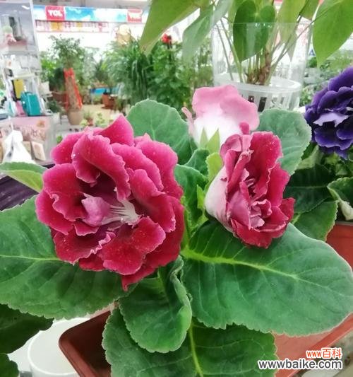 芙蓉花语代表什么含义?芙蓉的花语有哪些常见误解?