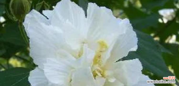 芙蓉花语代表什么含义?芙蓉的花语有哪些常见误解?