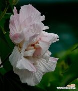 芙蓉花语代表什么含义？芙蓉的花语有哪些常见误解？