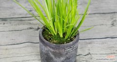 菖蒲象征着什么？菖蒲的寓意有哪些常见问题？