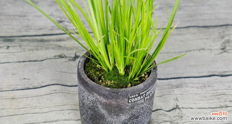 菖蒲象征着什么?菖蒲的寓意有哪些常见问题?