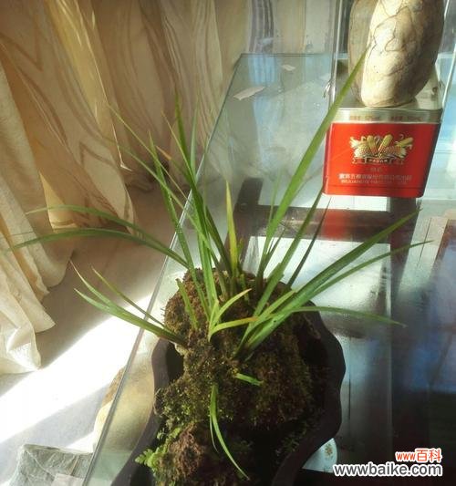 菖蒲象征着什么?菖蒲的寓意有哪些常见问题?