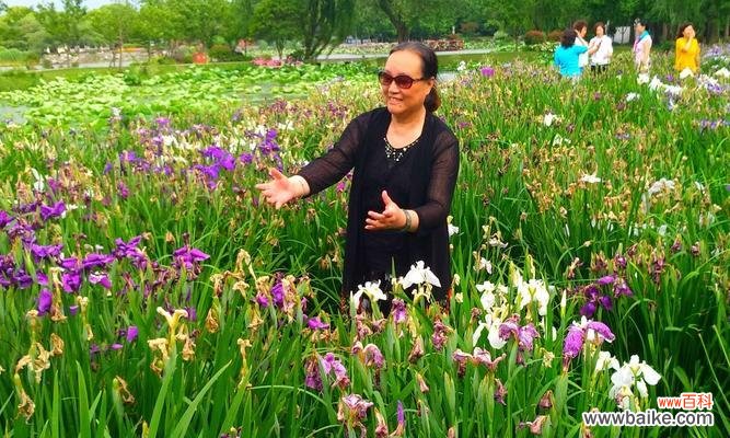 菖蒲象征着什么?菖蒲的寓意有哪些常见问题?