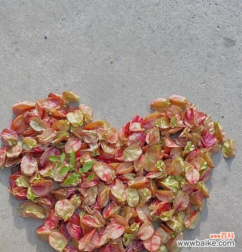 栾树的花语是什么？如何理解栾树的象征意义？