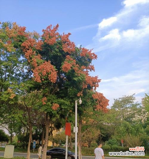 栾树的花语是什么？如何理解栾树的象征意义？