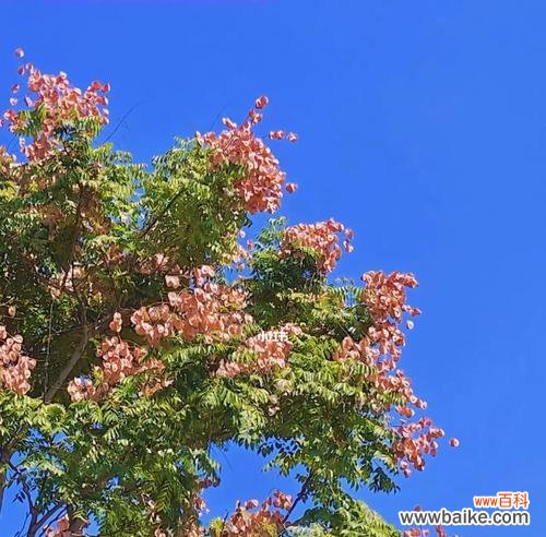 栾树的花语是什么？如何理解栾树的象征意义？