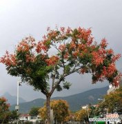 栾树的寓意是什么？它在园林设计中有何作用？