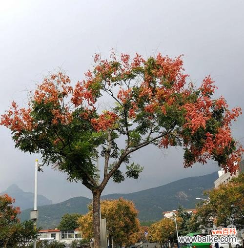 栾树的寓意是什么?它在园林设计中有何作用?