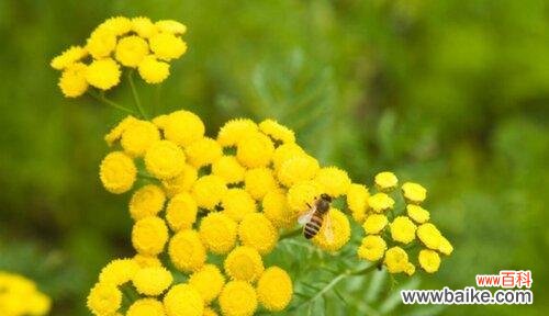 橄榄枝象征着和平吗？它的历史和文化含义是什么？