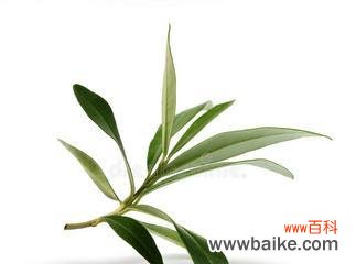 橄榄枝象征着和平吗？它的历史和文化含义是什么？