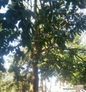 探寻小而美的植物世界，走近小乔木 品味小乔木的美——小乔木树种介绍