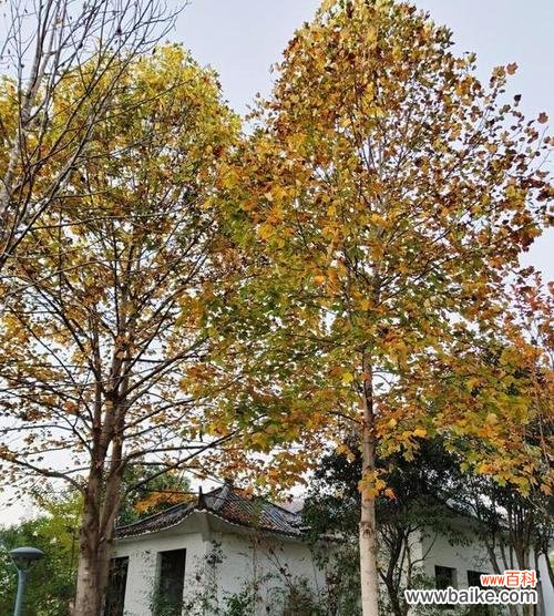 探寻小而美的植物世界，走近小乔木 品味小乔木的美——小乔木树种介绍