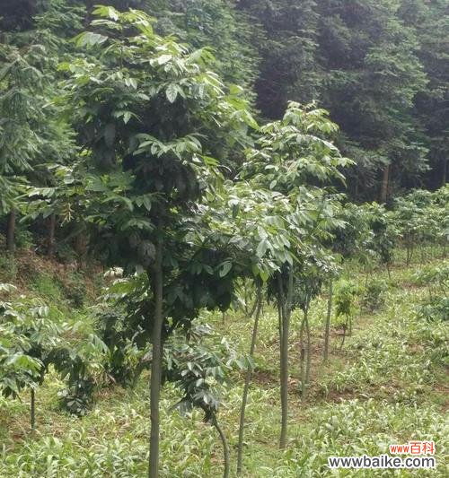 探寻小而美的植物世界，走近小乔木 品味小乔木的美——小乔木树种介绍