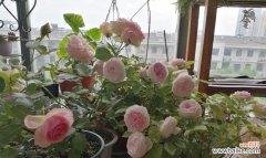 如何让月季花快速繁殖？ 月季花繁殖的技巧