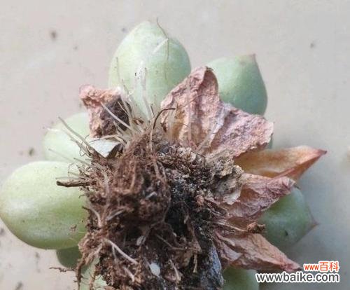 掌握这些关键因素，让你的多肉越长越好 多肉养护指南