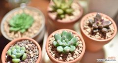 掌握这些关键因素，让你的多肉越长越好 多肉养护指南