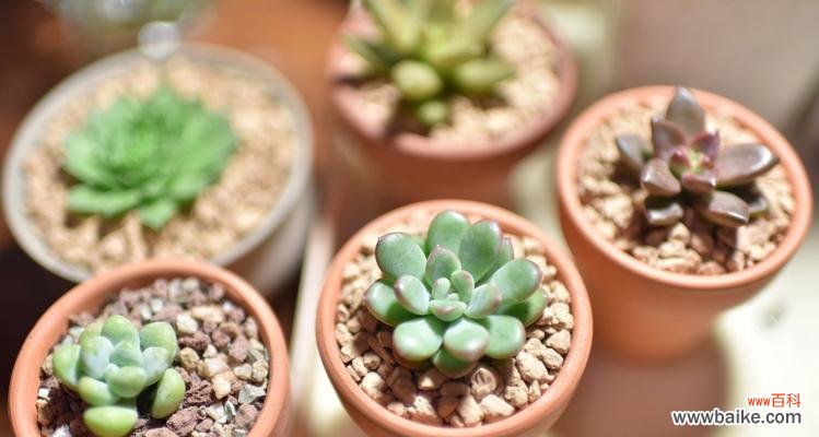 掌握这些关键因素，让你的多肉越长越好 多肉养护指南
