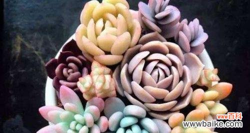 掌握这些关键因素，让你的多肉越长越好 多肉养护指南