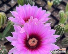 盛开一夜间，珍贵花期让人惊叹 仙人球的开花时节与魅力