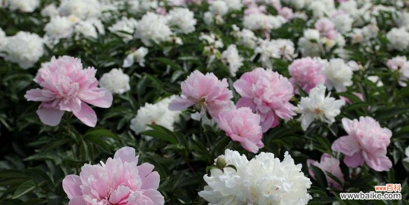 品鉴芍药之美，寻觅其独特之处 探秘芍药花的特点