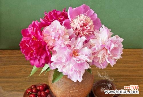 品鉴芍药之美，寻觅其独特之处 探秘芍药花的特点