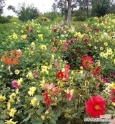 探寻夏季开花植物的丰富色彩 盛夏花海，缤纷绽放