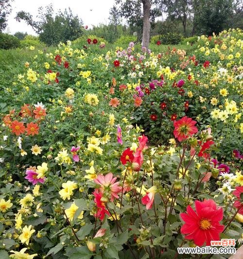 探寻夏季开花植物的丰富色彩 盛夏花海，缤纷绽放