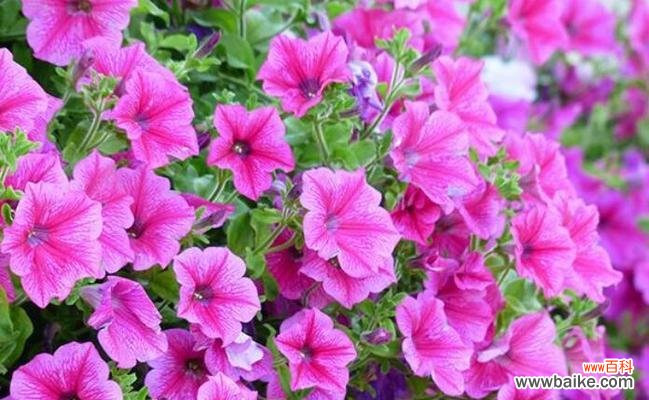 探寻夏季开花植物的丰富色彩 盛夏花海，缤纷绽放