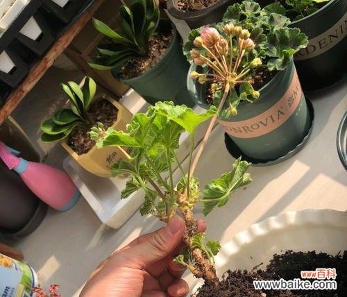 打造自己的天竺葵花园，从繁殖开始！ 天竺葵繁殖技巧大揭秘！