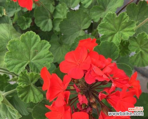 打造自己的天竺葵花园，从繁殖开始！ 天竺葵繁殖技巧大揭秘！