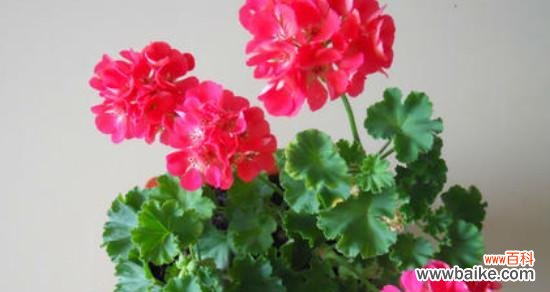 打造自己的天竺葵花园，从繁殖开始！ 天竺葵繁殖技巧大揭秘！