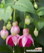 方法详解，让你轻松打造梦幻庭院 如何成功养殖倒挂金钟花？