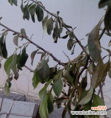 教你正确剪枝，让梅花更美丽 梅花开叶后还能剪枝吗？