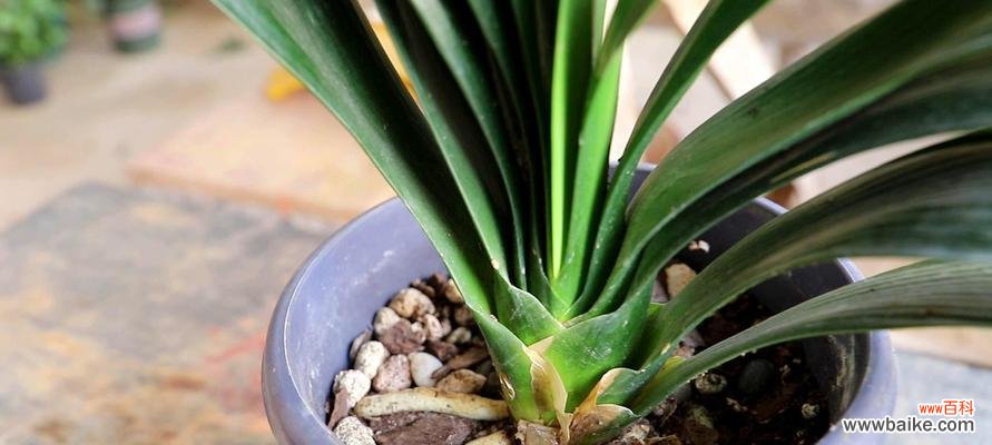 如何让你的君子兰健康茁壮 君子兰的养殖技巧