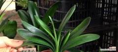 如何让你的君子兰健康茁壮 君子兰的养殖技巧