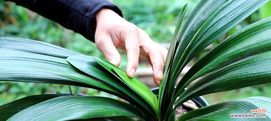 如何让你的君子兰健康茁壮 君子兰的养殖技巧