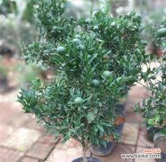 教你如何在家中成功种植金桔，让你的生活更健康和美好！ 金桔种子盆栽的全面种植指南