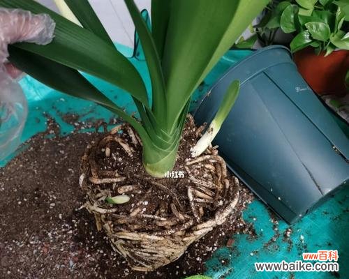 让你的君子兰健康生长，美丽开花 君子兰换盆的正确方法