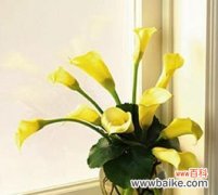 从选址到管理，打造专业马蹄莲花园 马蹄莲的养殖与繁衍