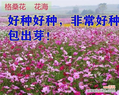 打造美丽花园的必备技能 波斯菊种子的种植方法