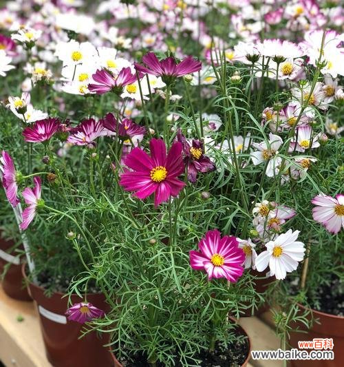 打造美丽花园的必备技能 波斯菊种子的种植方法