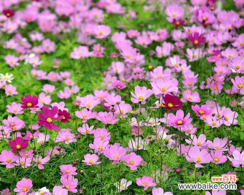 打造美丽花园的必备技能 波斯菊种子的种植方法