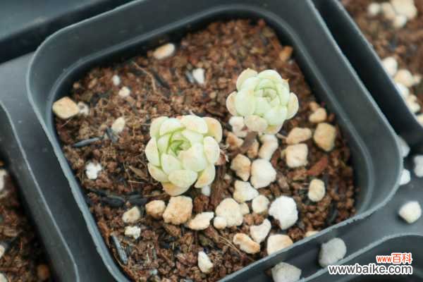 夏季多肉植物高发病虫害防治方法