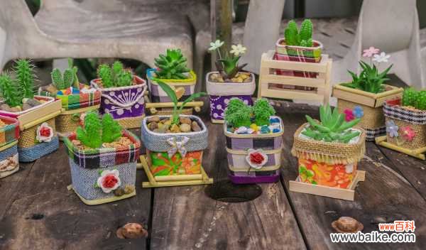 非洲茉莉叶子发黄掉叶片怎么办