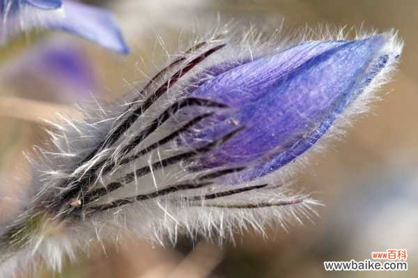 白头翁的病虫害及其防治