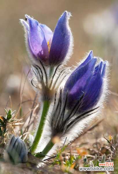 白头翁的病虫害及其防治