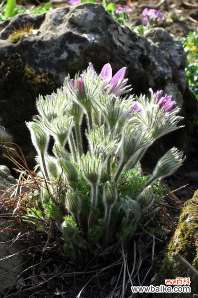 白头翁的病虫害及其防治