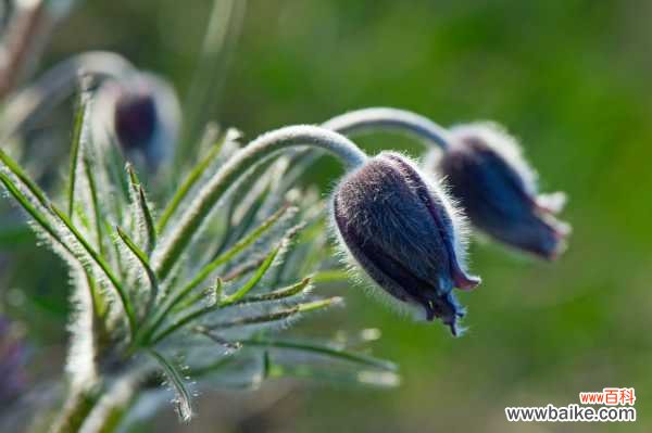 白头翁的病虫害及其防治