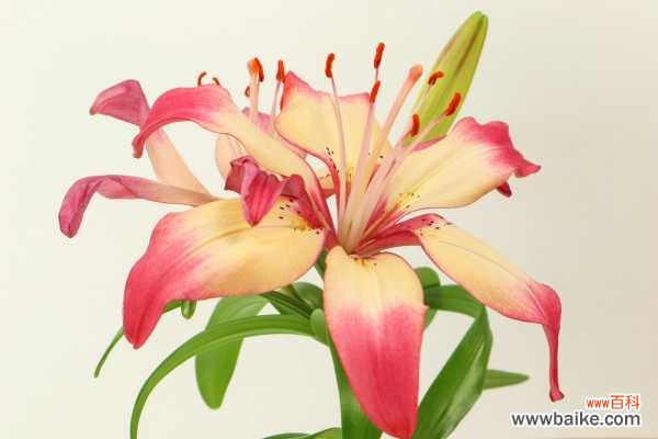 百合底部叶子发黄怎么办