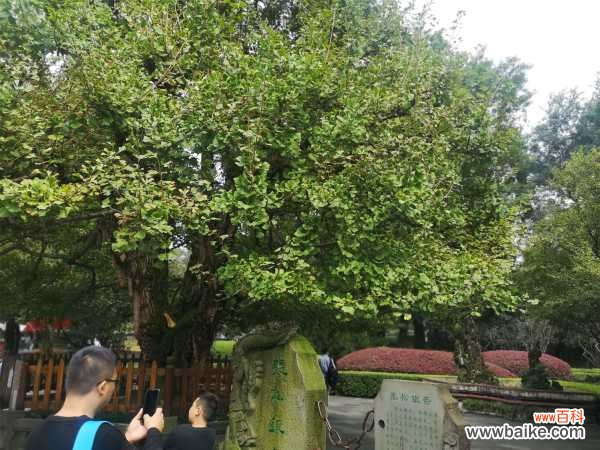 银杏的常见虫害及其防治